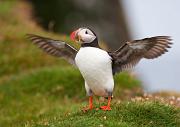 Papageitaucher - Atlantic Puffin  (Fratercula arctica)